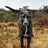 No los abandones